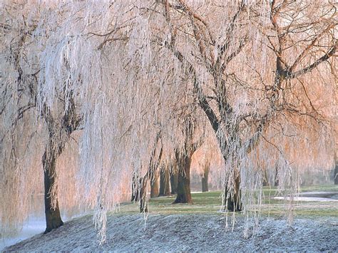 Willow winter. Things To Know About Willow winter. 